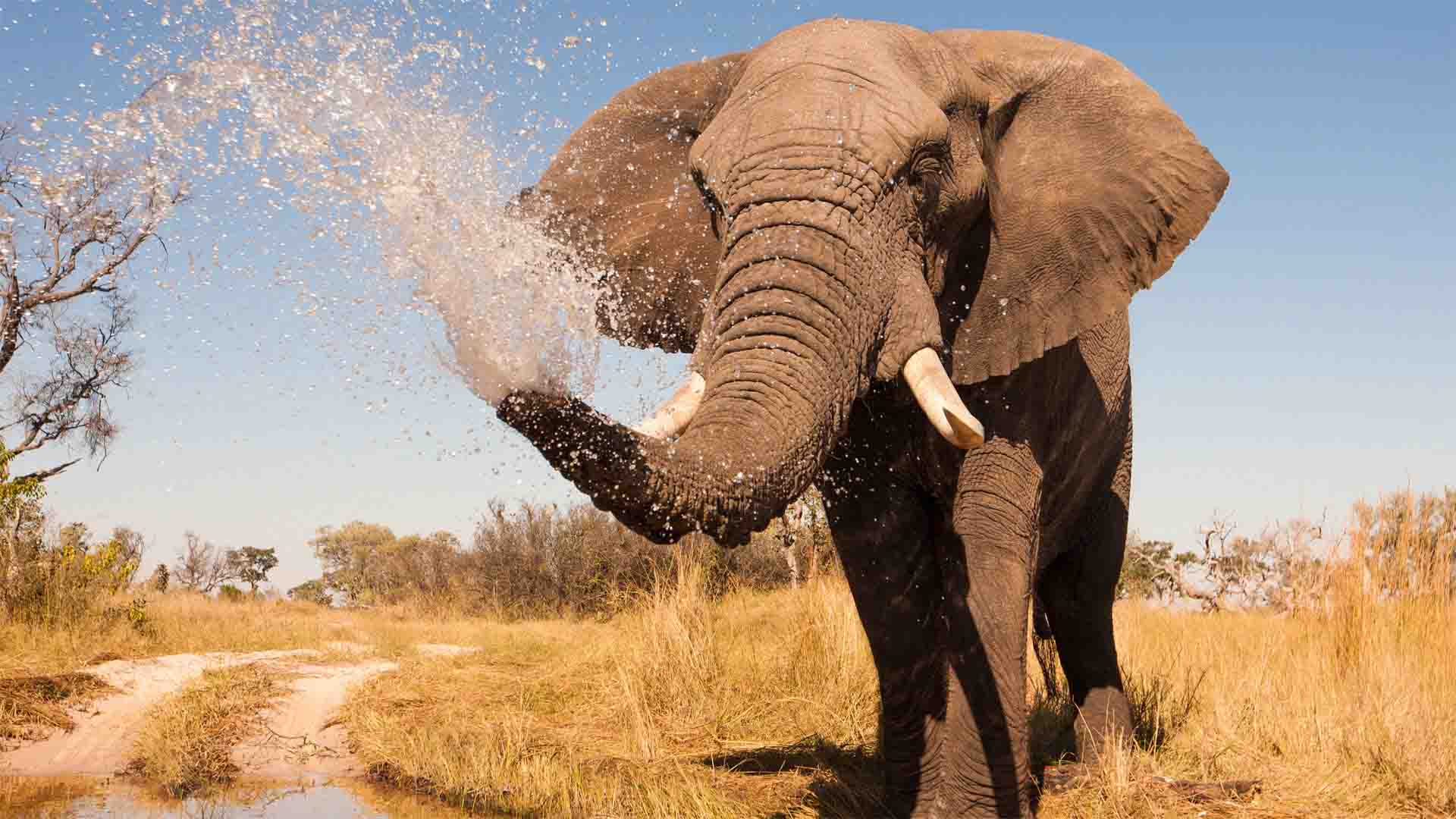 Botswana Wildlife — Elephant in the wild