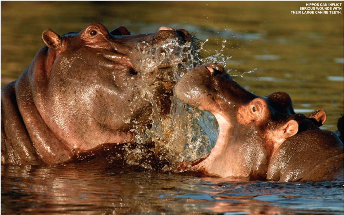 Botswana wildlife